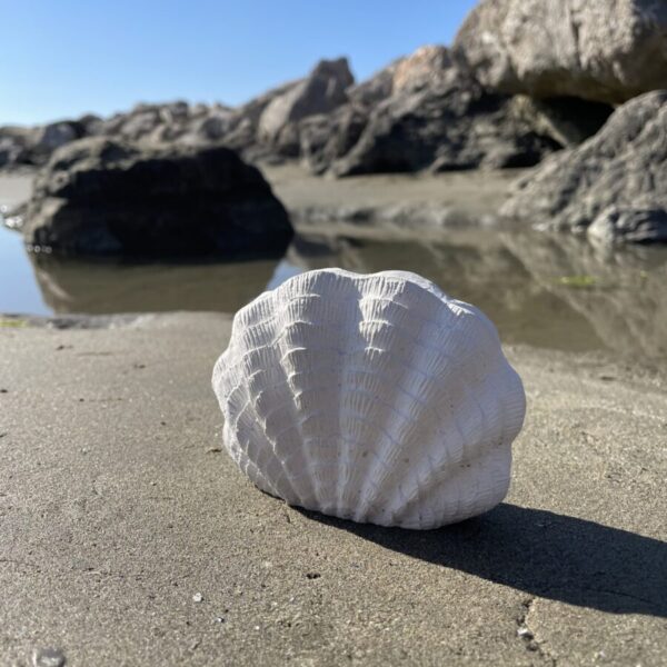 SANTORIN -  Coquillage décoratif en béton Blanc – Image 4