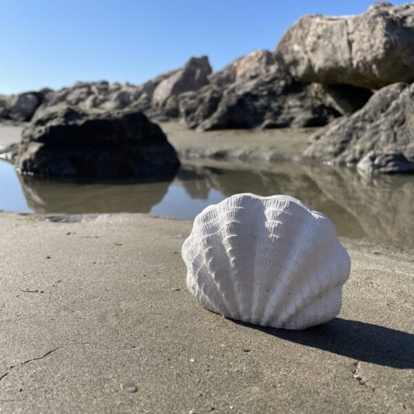 SANTORIN -  Coquillage décoratif en béton Blanc – Image 2