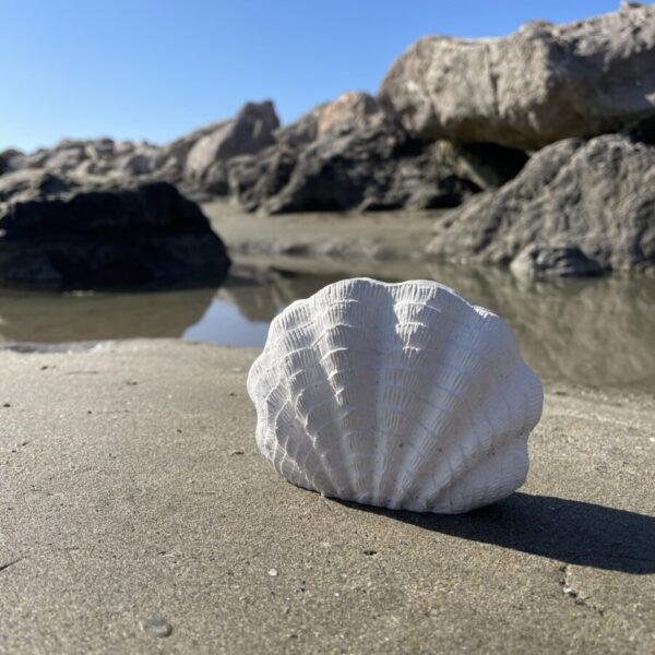 SANTORIN -  Coquillage décoratif en béton Blanc – Image 3